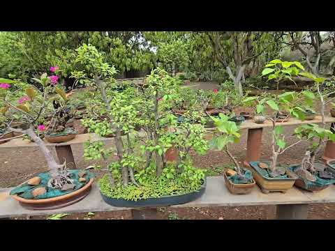 Peak summer update on Shambhala Rucha Bonsai@ruchabonsai