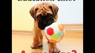 Quand commencer l education du chiot?