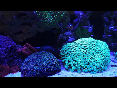 Innovative Marine 15 gallon saltwater aquarium reef update