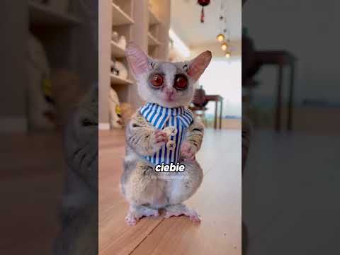 Poznaj najbardziej skoczne zwierzę świata! 🐒 #ciekawostki