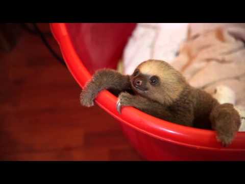 cute baby sloths in a bucket (long version)