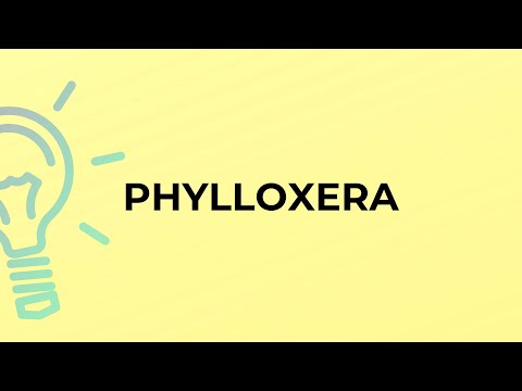 What is the meaning of the word PHYLLOXERA?