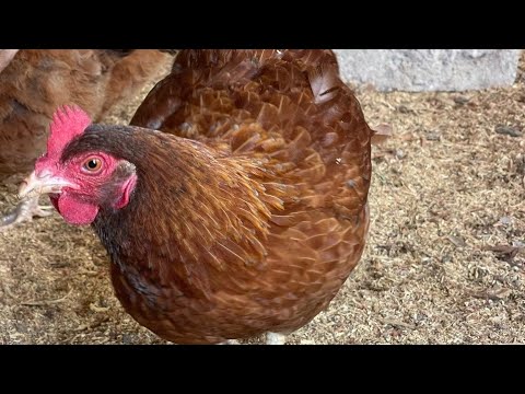 Discover backyard hobbyfarm #poultry #chicken #farming #hobbyfarming #chickenfarm #chickenshop