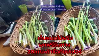 เก็บหน่อไม้ฝรั่ง รอบสอง #เก็บผักผลไม้ต่างแดน ผักงามๆผักฟรีมากมาย