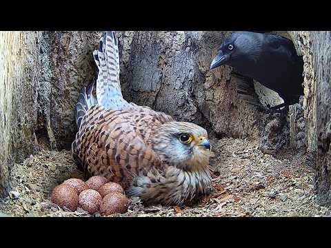Kestrels Fight to Keep Eggs Safe | Apollo & Athena | Robert E Fuller