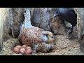 Kestrels Fight To Keep Eggs Safe Apollo Athena Robert E Fuller