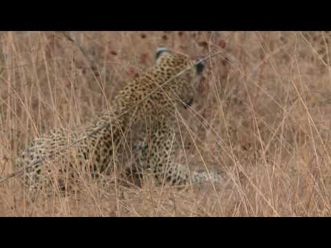 Simbambili Lodge South Africa 26 Sept 2017 Leopards Mating #1 Mr Anderson and Moya