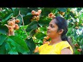 Rose Apple Sweet Rose Apple Jam And Tasty Rose Apple Curry