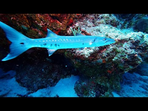 Best Scuba Diving in the World, Cozumel, Mexico: Yellow House Reef (GoPro HD-1080p)