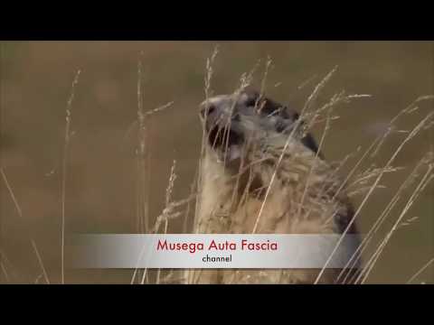 Lo SPOT delle  MARMOTTE  Franz e Toni .... e la " MUSEGA AUTA FASCIA".... accadde in VAL DI FASSA.