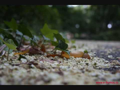 Nevoie de Iubire(Benoni Catana)