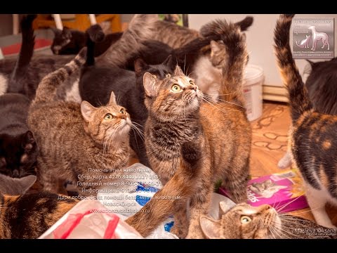 Секрет счастливой жизни Кошки в приюте для животных Новосибирск Дари добро