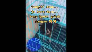 Download lagu tangi su 😂 mp3