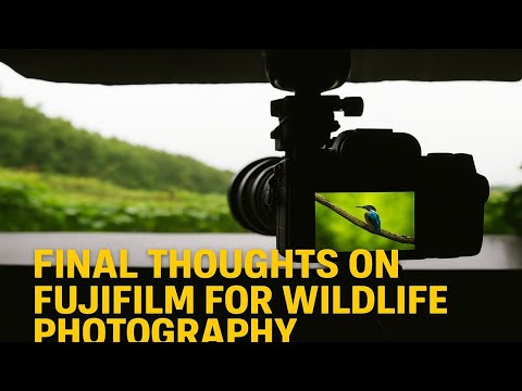 Fujifilm for wildlife photography, final thoughts, and my decision, with some Kingfishers included.