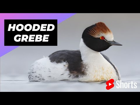 , title : 'Hooded Grebe 🦆 One Of The Worst Mothers In The Animal Kingdom #shorts'