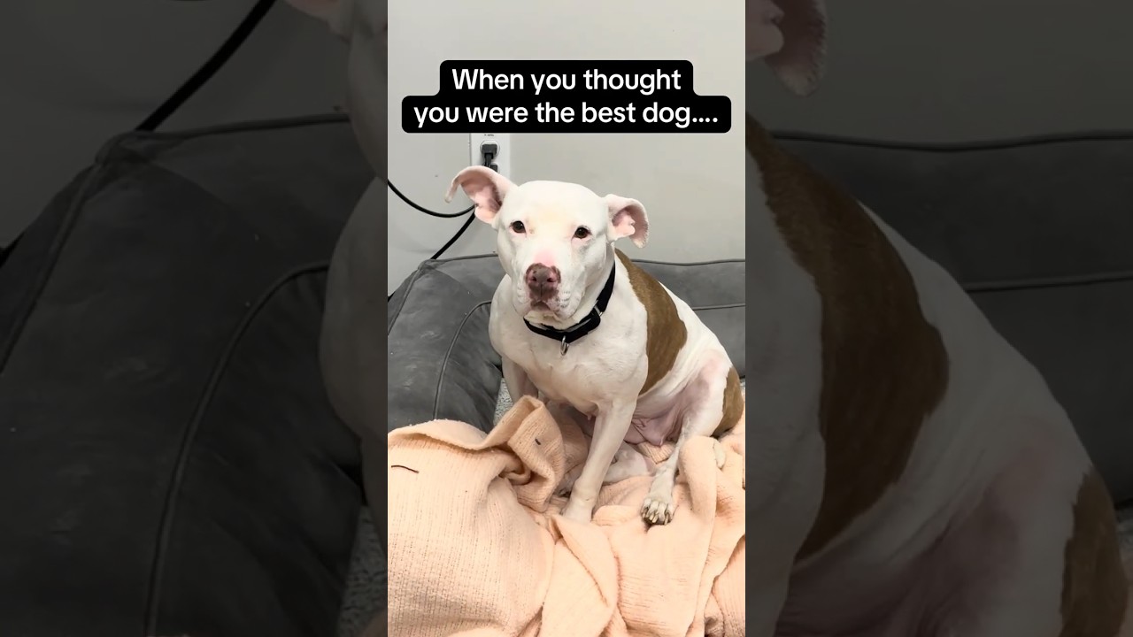 Enlarge Suki, an adoptable mixed breed in Huntley, IL video 6/6