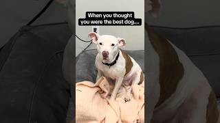 Video preview image #1 American Staffordshire Terrier-Boxer Mix Puppy For Sale in Huntley, IL, USA