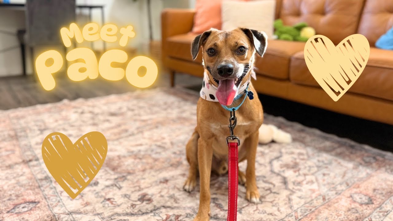 Enlarge Paco Perfect, a Adoptable mixed breed in Austin, TX video 6/6