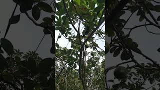 Download lagu alpukat lokal Lampung #alpukat #alpukatmentega #berkebun mp3