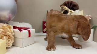 キャバリアの動画01