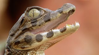 Adorable Baby Caiman Crocodile | Deadly 60 | Earth Unplugged