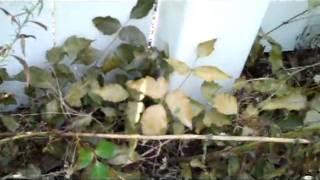 Get Rid of Poison Ivy Organically, with Vinegar