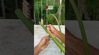 Download lagu Kreatif Orang Ini Membuat Pistol Dari Bambu #senjataunik #pistol #shorts mp3 Download lagu Kreatif Orang Ini Membuat Pistol Dari Bambu #senjataunik #pistol #shorts mp3