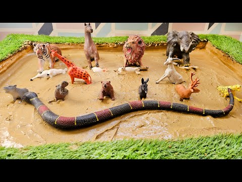Rescuing & Cleaning Forest and Jungle Animals From the Mud | Learning with Fun and Games