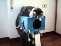 Inspirasi siberian cat kittens playing with their father 2, Video Siberian Cat Playing terupdate!