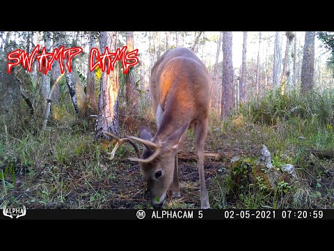 ASSORTED FLORIDA TRAIL CAMERA VIDEOS
