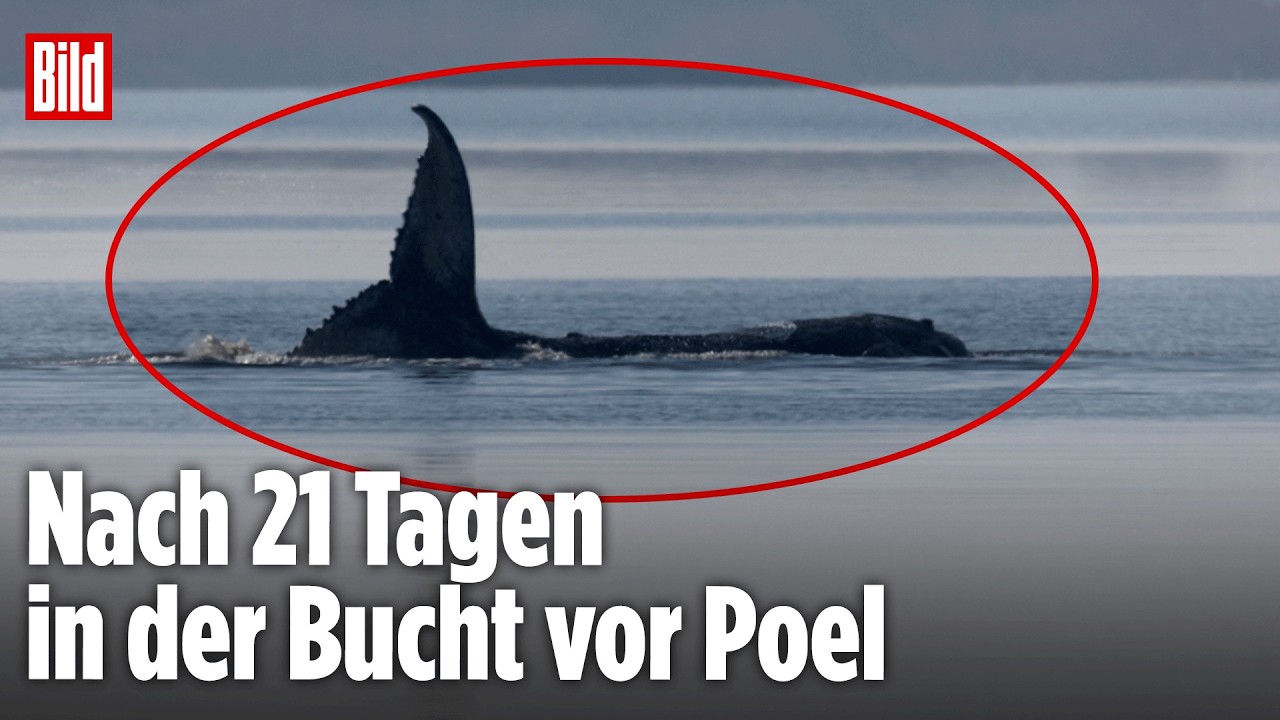 OSTSEE: Gestrandeter Buckelwal schwimmt wieder in der Ostsee! Hoffnung steigt