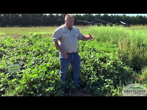 Cowpeas - Test Plots 2019