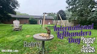 Peanut Table International Lefthanders Day #squirrels #grackles  #bluejays #birds #wildlife #gopro 