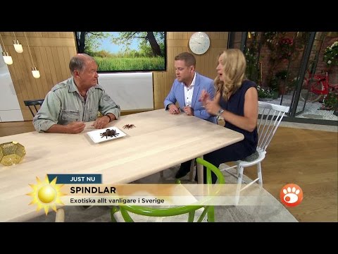 Se när spindeln skrämmer slag på Jenny Alversjö! - Nyhetsmorgon (TV4)