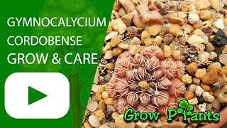 Gymnocalycium cordobense - grow & care (Chin cactus)