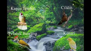 Download lagu Masteran tembakan || Kapas Tembak, Kenari, Cililin, Pelatuk Bawang!! mp3