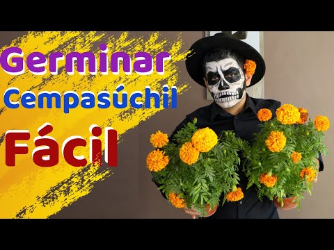 HOW TO GERMINATE MARIGOLDS AND ACHIEVE FLOWERING || TAGETES OR TUFFS