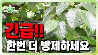 ⚠️긴급! 장마대비 탄저병, 둥근무늬낙엽병 방제ㅣ농약 선택법 ㅣ비가 잠시 멈춘 지금이 적기입니다.