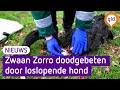 Doodgebeten zwaan Zorro moet museumstuk worden
