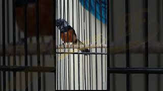 Download lagu MURAI BATU BLOROK GACOR SAMPAI SUJUD ISIAN ISTIMEWA #shorts mp3