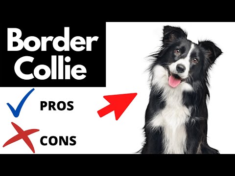 YouTube video about: Are border collies good apartment dogs?