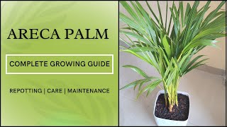 Areca Palm Complete Growing Guide | Complete Maintenance & Care of Areca Palm | Repotting #arecapalm