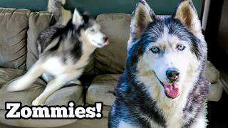 Our Siberian Husky's Epic Couch Zoomies! 🐾 Remembering Oakley
