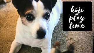 koji play time with mommy and squirrel  friend