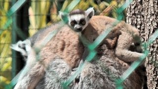 preview picture of video 'La Londe-les-Maures - Tropical Garden - Part 2 Monkeys and lemurs [HD] (VideoTurysta.pl)'