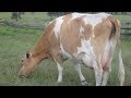 Guernsey Dairy Cattle | Rich Pastured Milk