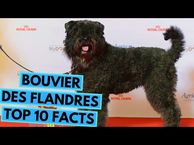 Video Pronunciation of Bouvier in English