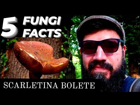 Scarletina Bolete | Fungi Facts (S1 Episode 2)