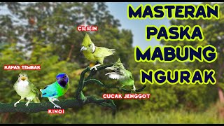 Download lagu MASTERAN PASCA MABUNG, NGURAK ATAU DOKOR UNTUK PARA BOSSQU..!!! mp3