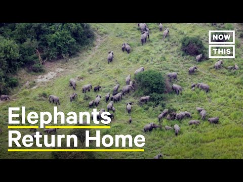 Elephants in Central Africa Return to Natural Habitat and Restore Grasslands
